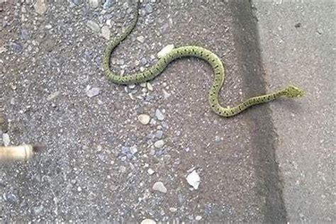 在路上看到蛇代表什麼